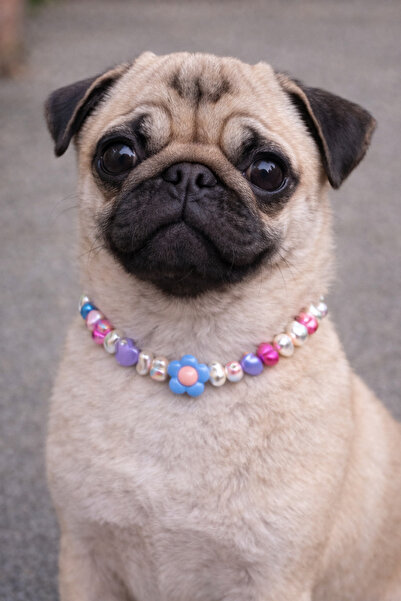 Femenino Customizable Adjustable Dog Necklace