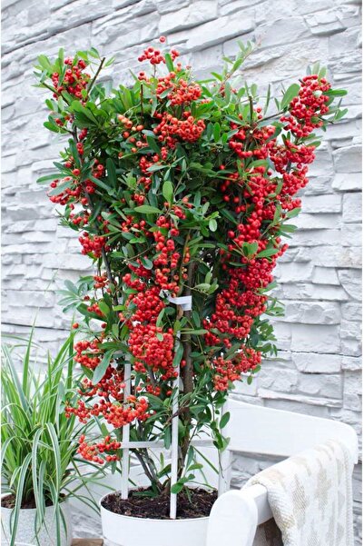 AnkaBahçe Saksılı/Tüplü Ateş Dikeni Beyaz Çiçekli Kırmızı Meyveli