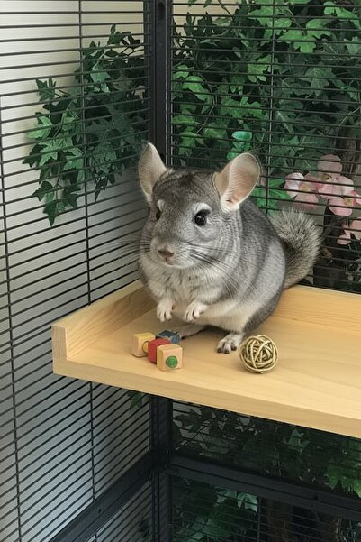 Alyones Çam Ahşap Platform | 20 cm x 40 cm Kuş/Degu/Chinchilla Tüneği