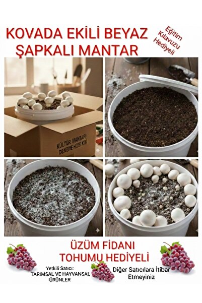 Tarımsal ve Hayvansal Ürünler Kültür Mantarı Deneme Hobi Kiti + Hediye Üzüm F...