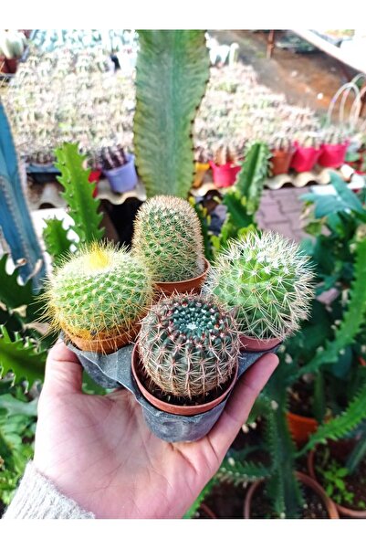 cantropikal 4. Adet Kaktüs seti Seti no 2 - 5,5 cm. çaplı saksıda - aynısını ...