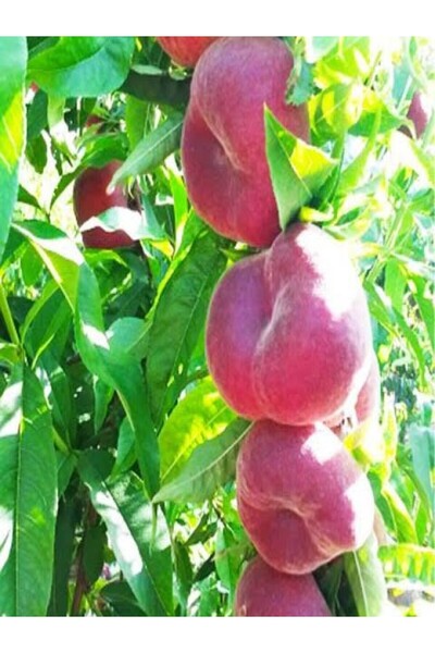 fidanzade Yassı şeftali(domat) fidanı 3 yaşlı 150cm bodur anaça aşılı