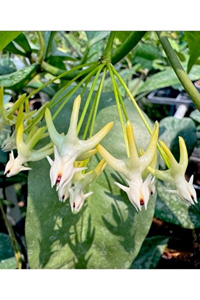 SİMAN BOTANİK Hoya Multiflora Wonder Phil Mum Çiçeği