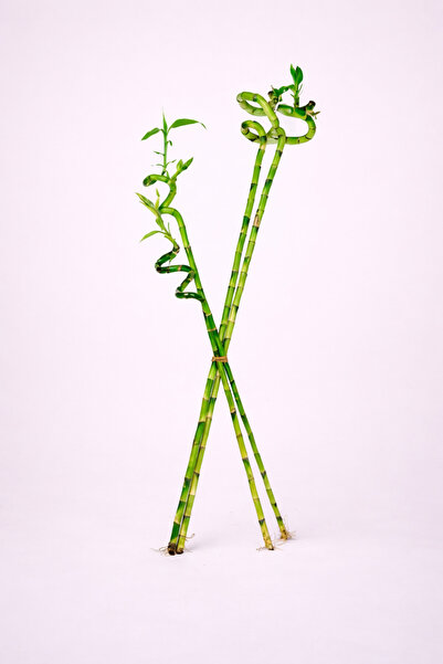 Tomurcuk Trend Dal Bambu (Lucky Bamboo) – Şans ve Bereket Bitkisi 4'lü
