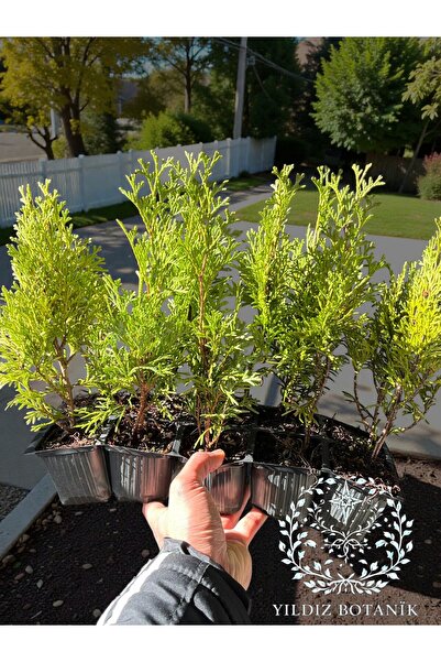 YILDIZ BOTANİK 10 Adet Smaragd Mazı Fidanı Çit Bitkisi Thuja Occidentalis Çam...
