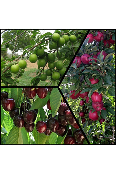 Smargat ÜÇLÜ MEYVE PAKETİ-AÇIK KÖK(Kırmızı Elma-Papaz Erik-Napolyon Kiraz)