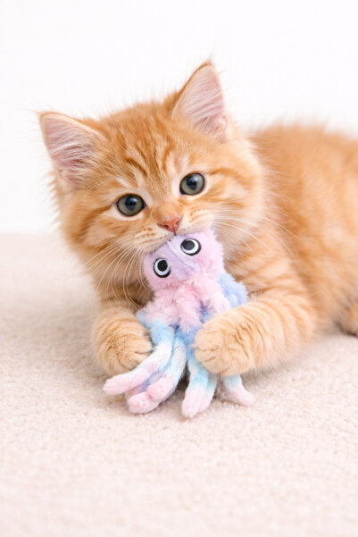 Hubjua Royal لعبة محاكاة لدغ الأسنان للقطط على شكل أخطبوط قطيفة مع جرس، لعبة ...