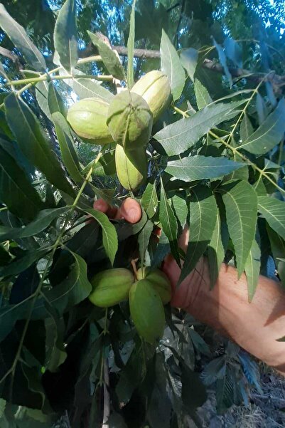 bahcemdenonline PİKAN CEVİZİ 1 KG