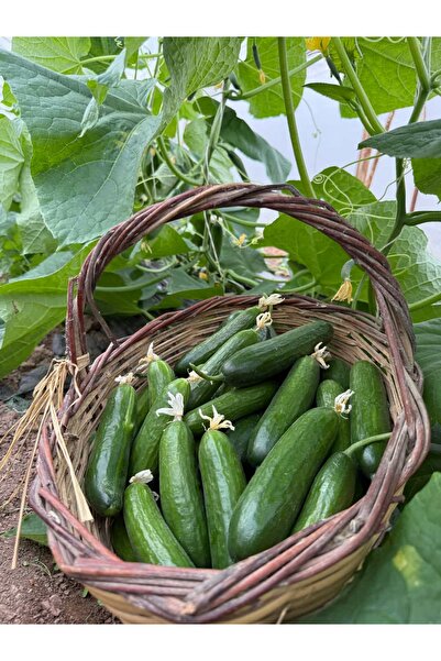 Granbusa İlaçsız Silor Salatalık 2kg (Badem tipi)