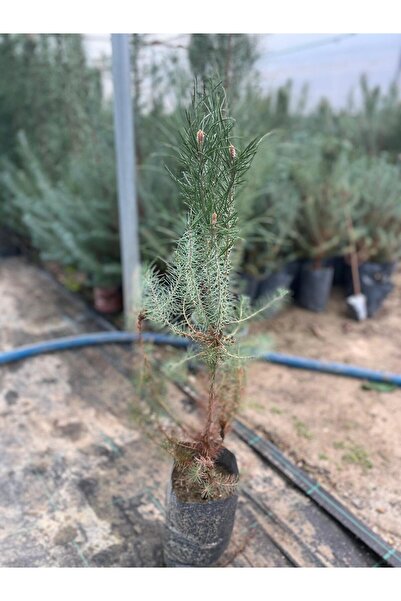 tolunay peyzaj ve fidancılık Fıstık Çamı Fidanı