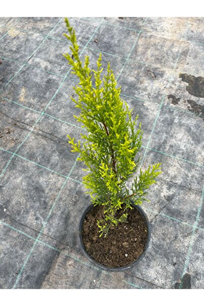 tolunay peyzaj ve fidancılık Limon Servi Fidanı 30 - 50 cm (kokulu)