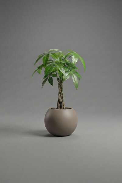 DEQQU Aura Sphere 40 x 35cm Fiber Küre Saksı - Mat - Büyük Saksı - Fiberglass