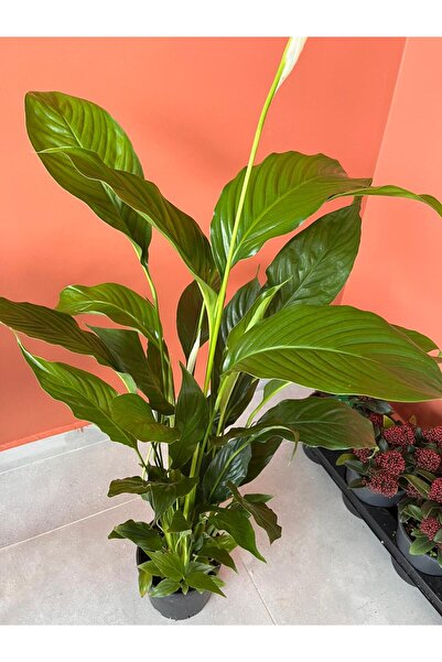 GREENVILA Spathiphyllum Barış Çiçeği - Yelken Çiçeği - Canlı İç Mekan Bitkisi