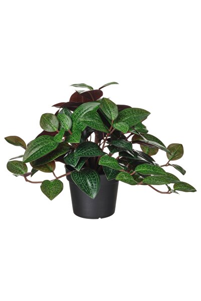 IKEA Fejka yapay bitki, yeşil, 9 cm, mücevher orkidesi, iç/dış mekan yapay bitki