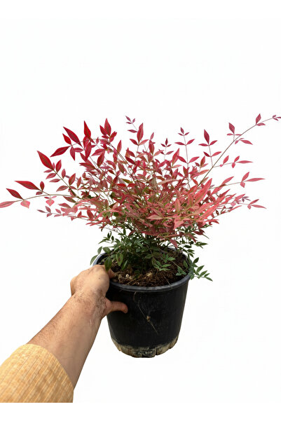 Arslanfidan Yarı Bodur Cennet Bambusu 30-40 cm ( Nandina domestica ‘gulf stre...