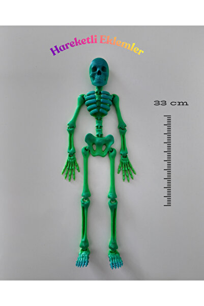 3DcraftTr Kemik Adam: Hareketli Eklemli İskelet Figür - 33 cm