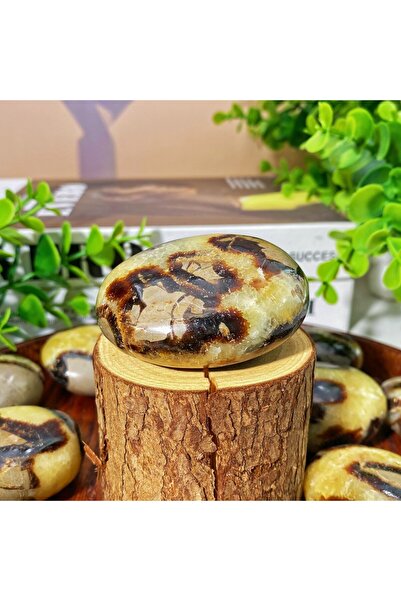 Choice 50-100 غرام من نخلة سيبتاريوم، قطعة واحدة عشوائية، نخلة سيبتاريوم عالي...