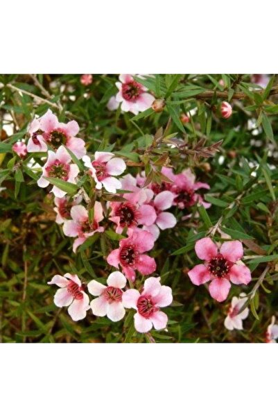MA MANUKA DIŞ MEKAN ÇİÇEĞİ