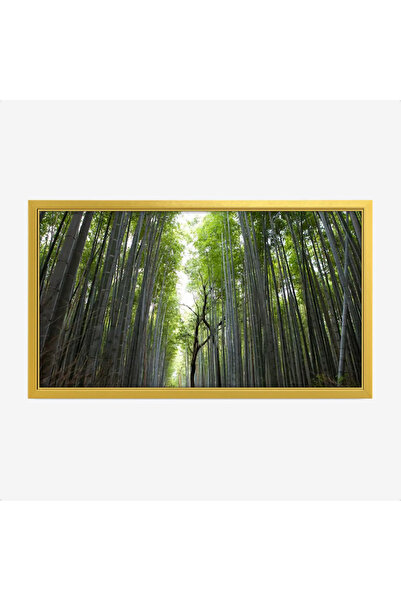 Tajridhome لوحة غابات - أشجار خضراء - إضاءة طبيعية - هادئ - لوحات طبيعة - لوح...