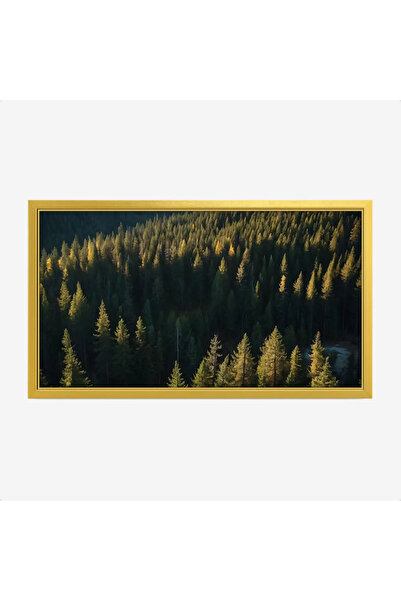 Tajridhome لوحة غابات - أشجار خضراء - إضاءة طبيعية - هادئ - لوحات طبيعة - لوح...