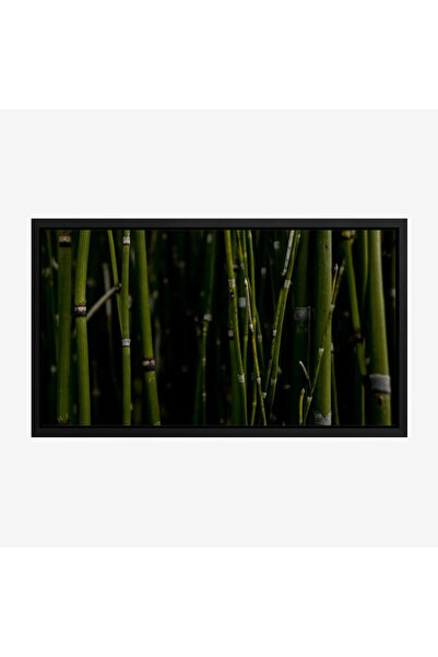 Tajridhome لوحة طبيعة هادئة - أعواد خضراء - خلفية داكنة - هادئ - لوحات طبيعة ...