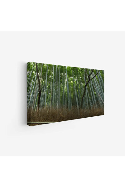 Tajridhome لوحة غابات - أشجار خضراء - ضوء - هادئ - لوحات طبيعة - لوحات كانفاس