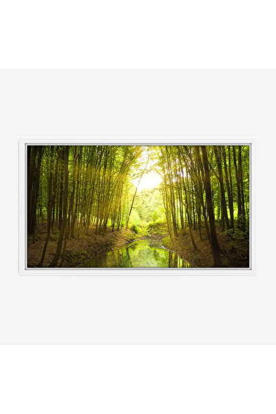 Tajridhome لوحة غابات - أشجار خضراء - ضوء الشمس - هادئ - لوحات طبيعة - لوحات ...