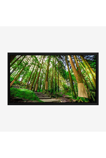 Tajridhome لوحة غابات - أشجار خضراء - إضاءة طبيعية - هادئ - لوحات طبيعة - لوح...