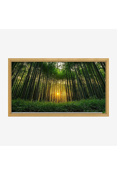 Tajridhome لوحة غابات - أشجار خضراء - ضوء شمس دافئ - هادئ - لوحات طبيعة - لوح...