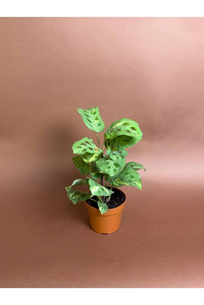 KUK PEYZAJ Dua Çiçeği (Maranta leuconeura ‘Kerchoveana’) – 24 cm – Desenli Ya...