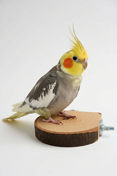 Alyones Köşe Ahşap Raf | 10 cm Asmalı Platform | Kemirgen ve Kuş Kafesi Akses...