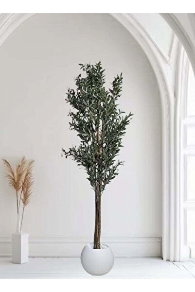 BYT ALRWASM FOR TRADE Fruitful Olive Tree with Large White Pot