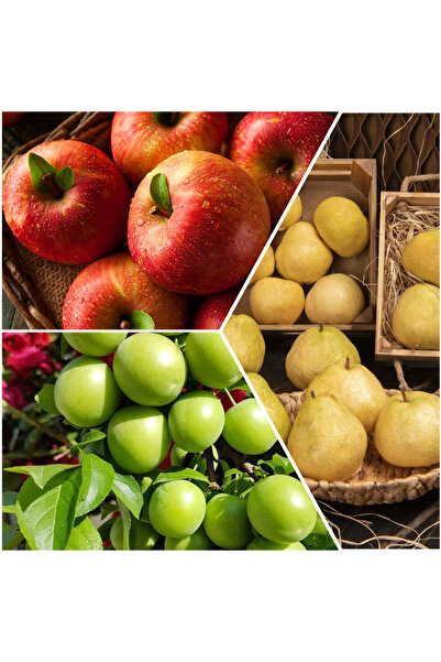 Smargat ÜÇLÜ MEYVE PAKETİ-AÇIK KÖK(Fuji Elma-Deveci Armut-Can Erik)