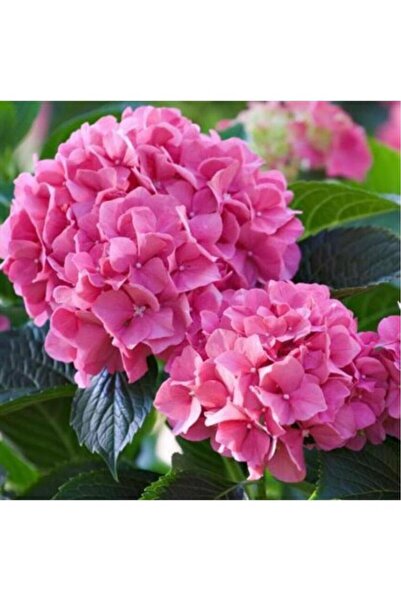 Genel Markalar Fuşya Renk Canlı Ortanca Çiçeği Fidanı 10-20 cm