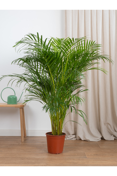 CoolConceptFlower 150-160 Cm Areka Palmiyesi