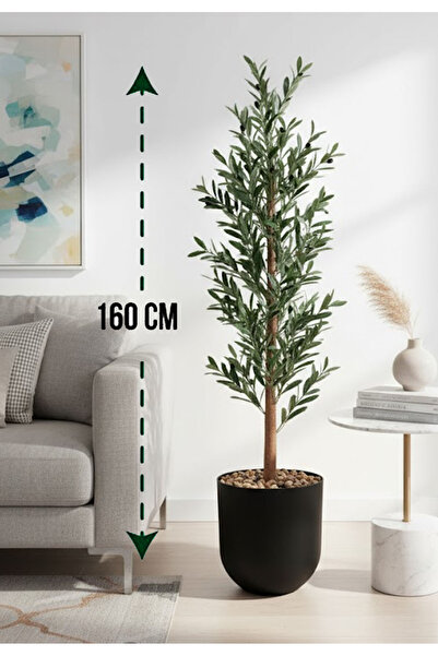 Generic شجرة زيتون 1 فرع حوض بلاستيك