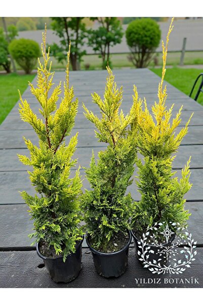 YILDIZ BOTANİK Goldrider Çam Ağacı Altuni Leylandi Fidanı Çit Bitkisi 40-50 C...