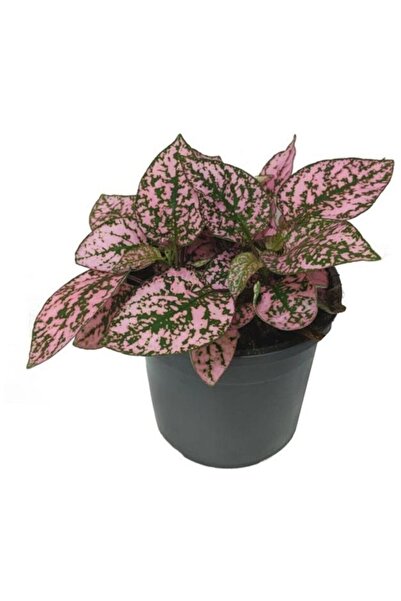 Mimoza Bitki Market Pembe Yeşil Fittonia Hostes Çiçeği Fidanı Çilli 10-20 cm