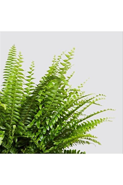 Cemre Garden Nephrolepsis Fujer Aşk Merdiveni Ev Ofis Salon Iç Mekan Bitkisi