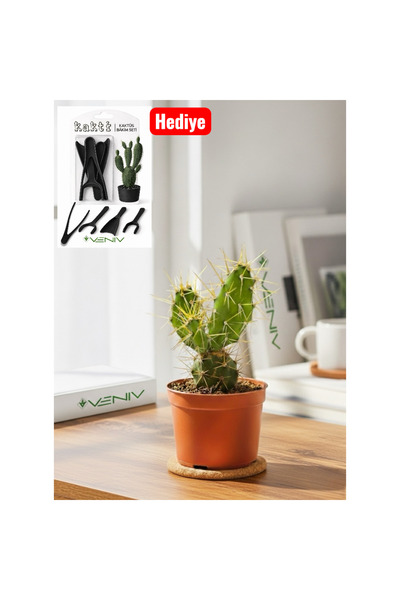 VENİV AGRİCULTURE Dekoratif Dikenli Havva'nın İğnesi Kaktüsü 5-10 Cm- Canlı +...