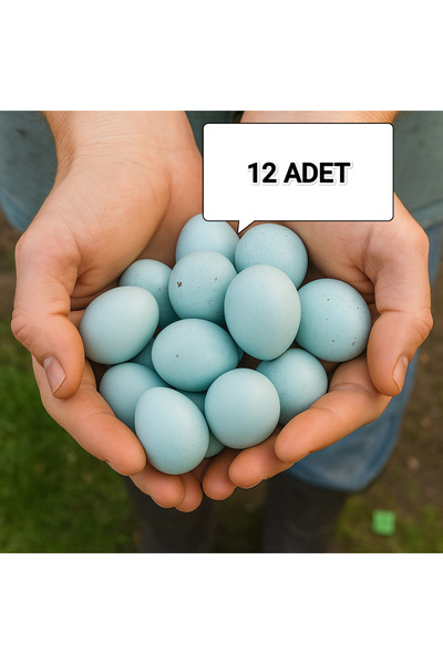 Karacan 12 Adet Kuluçkalık Celadon Bıldırcın Yumurtası Mavi Yumurta