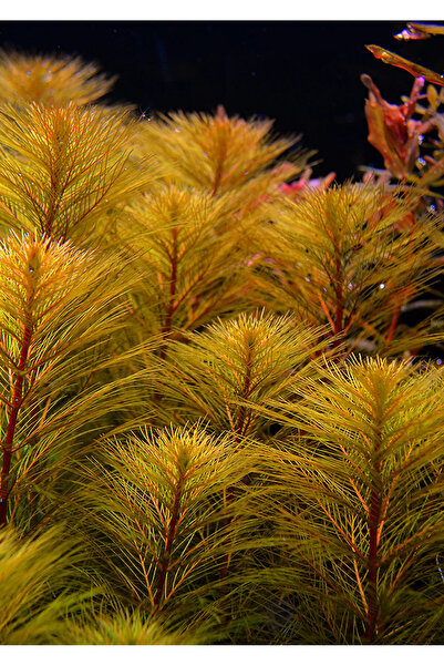 GreenPetShop & Akvaryum Myriophyllum Tuberculatum Gerçek formda Akvaryum Bitk...