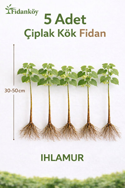 FİDANKÖY Ihlamur fidanı 5 adet çıplak köklü