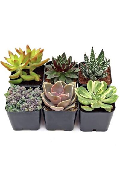 None 6 نباتات عصارية صغيرة متنوعة