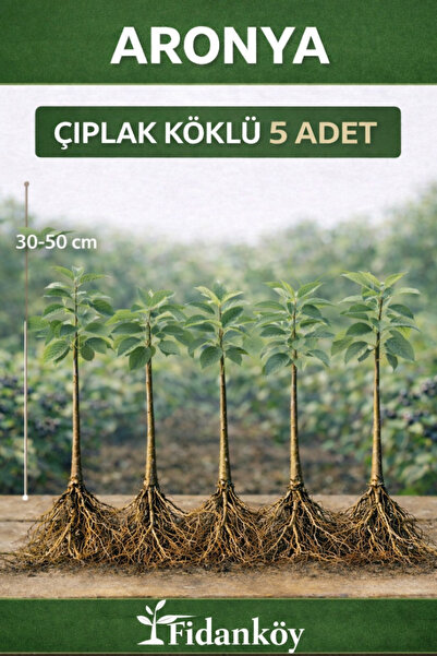 FİDANKÖY Aronya fidanı 5 adet ciplak koklu (paper pot) fidan