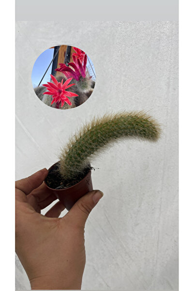 nazlı çiçekçilik Maymun Kuyruğu Kaktüs 5,5lik Saksıda