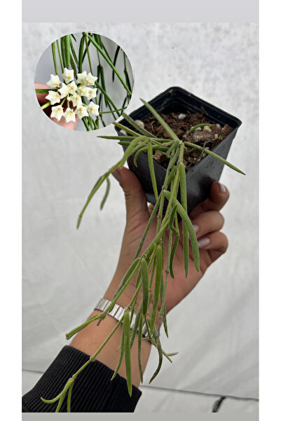 nazlı çiçekçilik Hoya Linearis Mum Çiçeği 9luk Kare Saksıda