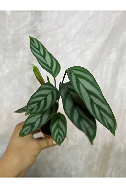 nazlı çiçekçilik Calathea Anulque Dua Çiçeği 5,5lik Saksıda