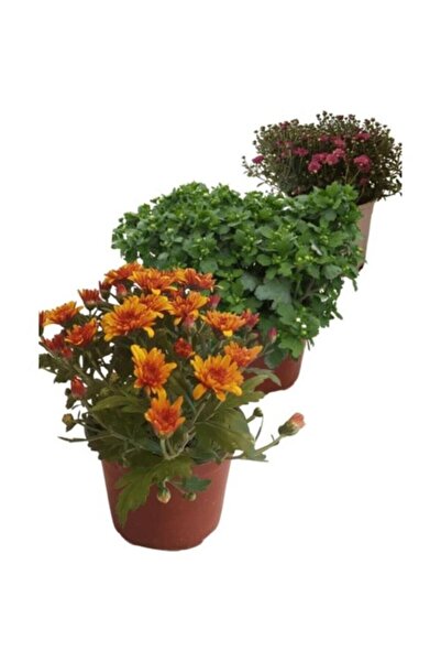 Mimoza Mix Set Kasımpatı Fidanı Seti 3'lü 10-20 cm Chrysanthemum Flower