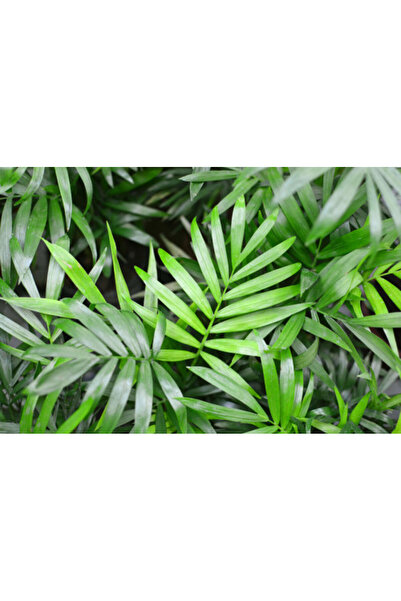 larosee Erica Indoor and Outdoor Shade